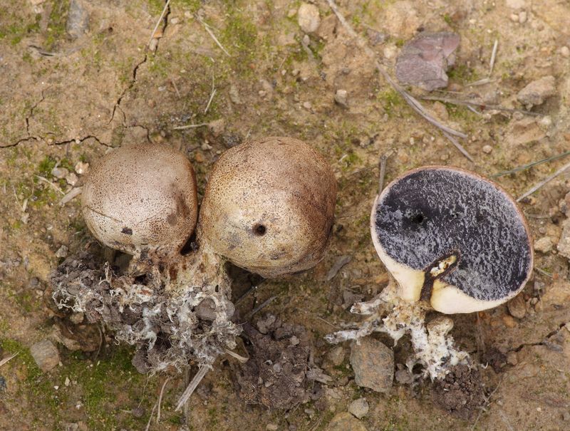 pestřec bradavčitý, Scleroderma verrucosum (Bull.) ex Pers. (Houby, Fungi)